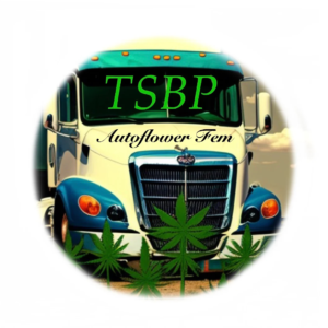 TSBP Autoflower Seeds