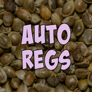 Auto Regs