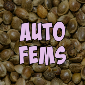 Auto Fems