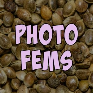 Photo Fems