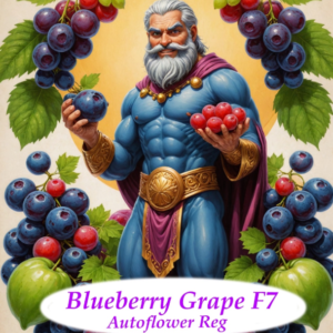 Blueberry Grape autoflower seeds