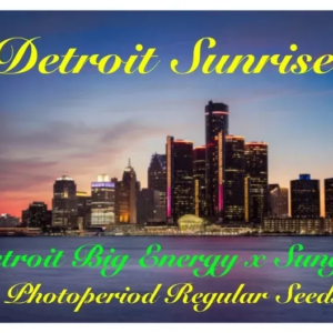 Detroit Sunrise (Photo Reg)